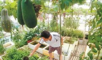 楼顶小马吃瓜视频,揭秘网络红人的日常生活