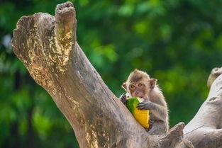 吃瓜群众在公园拍到的瓜,吃瓜群众捕捉到的神秘瓜界奇观