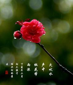 桃花雨吃瓜,品味人生百态