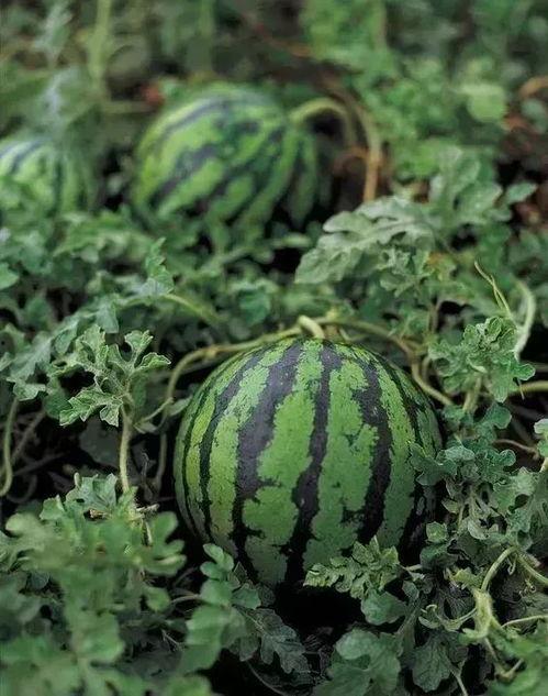 铁勺子吃瓜,一场别开生面的夏日美食奇遇