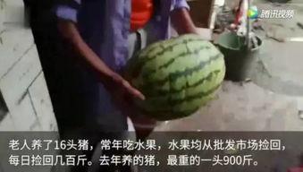 怎么吃瓜视频大全,揭秘娱乐圈幕后故事
