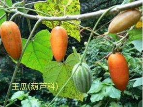 吃茄瓜喉咙痒,揭秘饮食健康小贴士